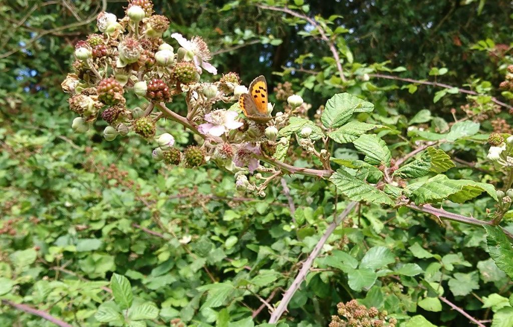 small copper butterflies on bramble