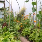 We don’t need no crop rotation – a look at a companion planting alternative