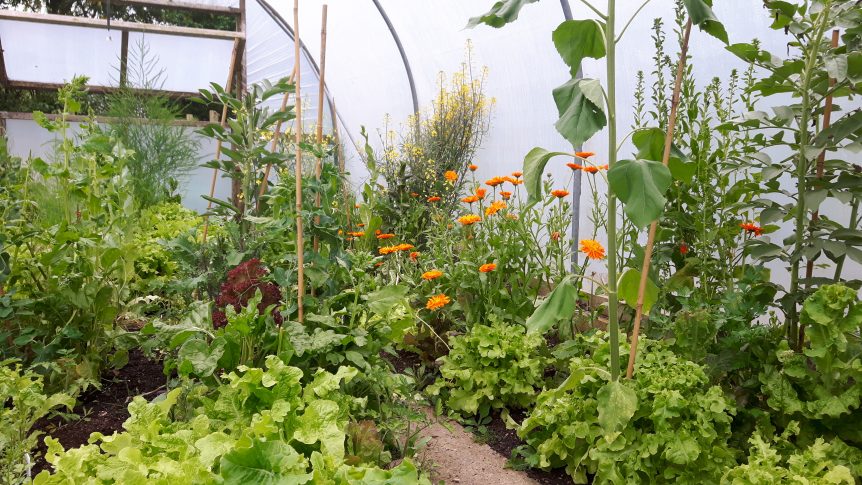polytunnel view of plants