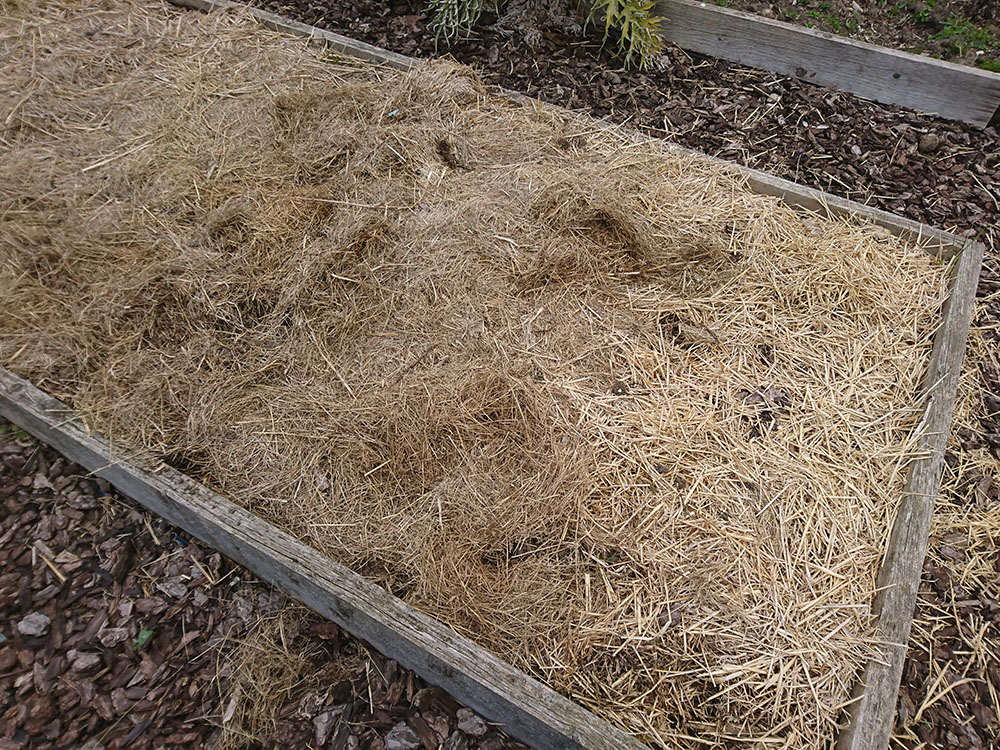 mulched raised bed