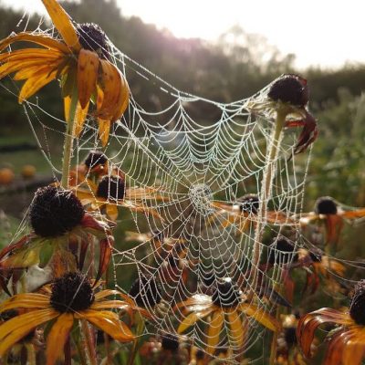 autumn cobweb